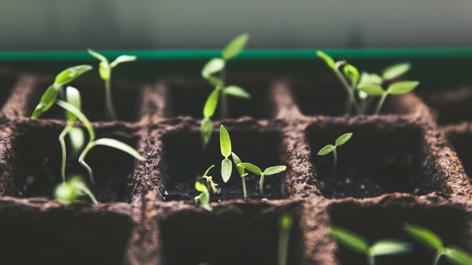 Gör trädgårdsarbetet roligare med rätt verktyg